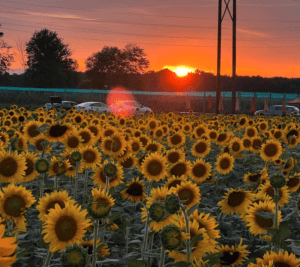 Instagram-Worthy Sunflower Farms in NJ