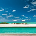 parrot cay Turks and Caicos
