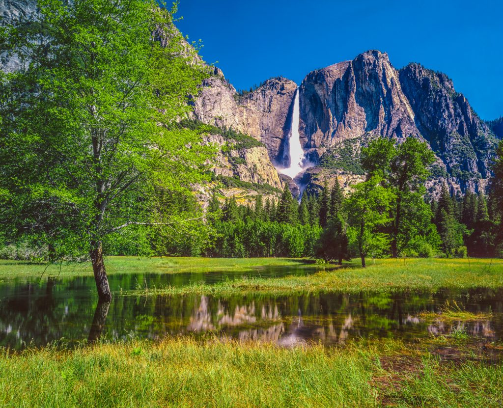 Spring overflow of the Merced River fill a grassy meadow in the foreground belowYosemite Falls of Yosemite National Park, CA