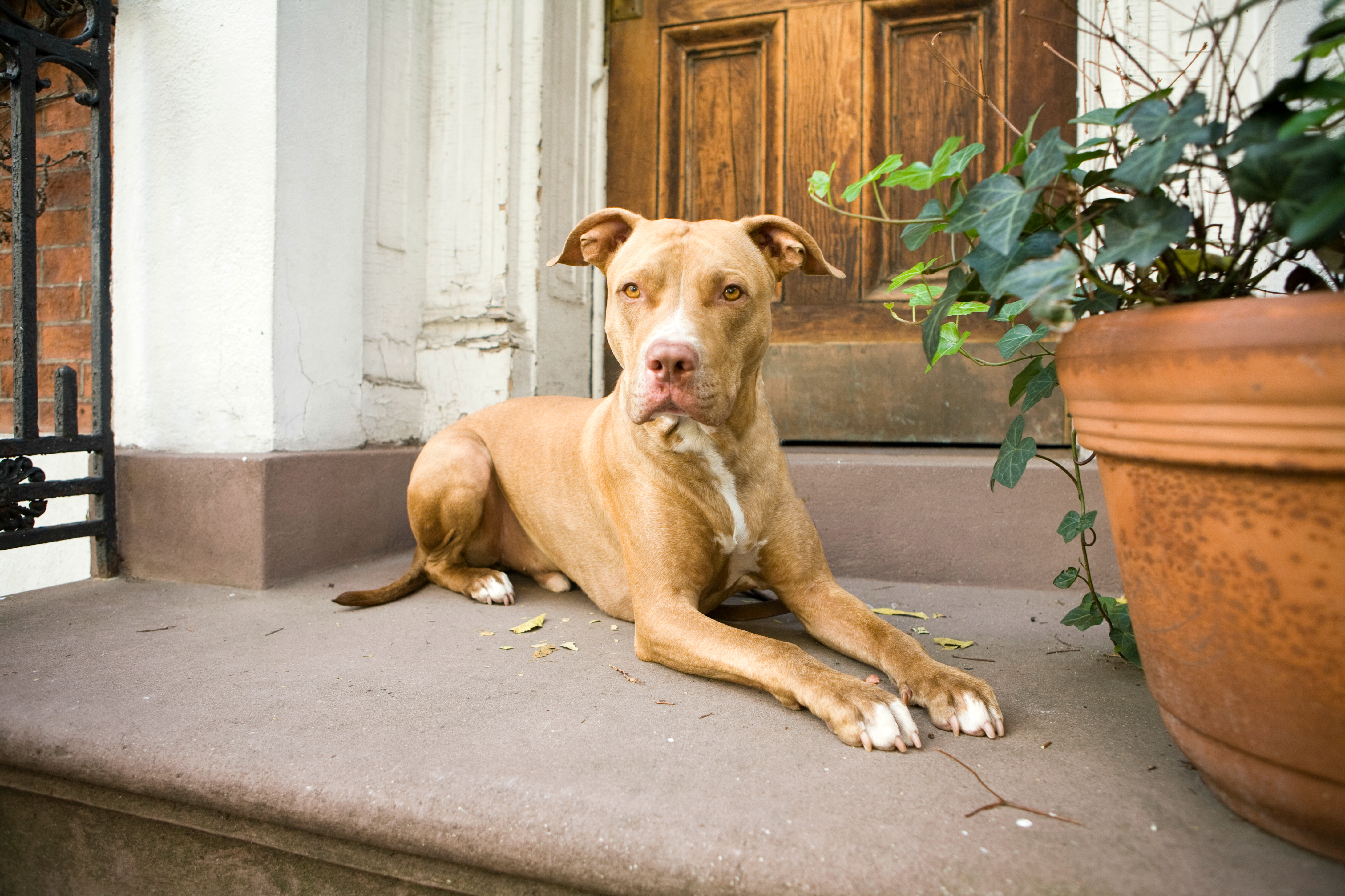 самая уродливая порода собак. тупая собака. какие собаки тупые. английский бульдог жа-жа. самая тупая собака.