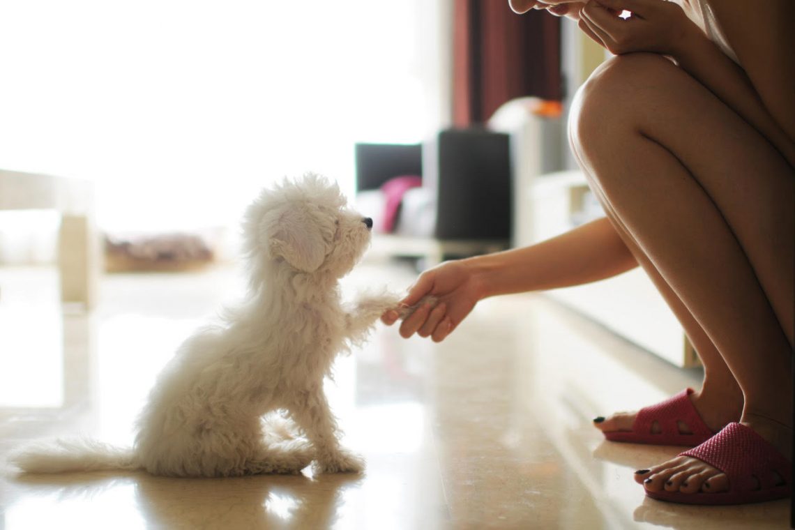 Talking to Your Dog Can Make You Smarter, but Not In The Ways you Might